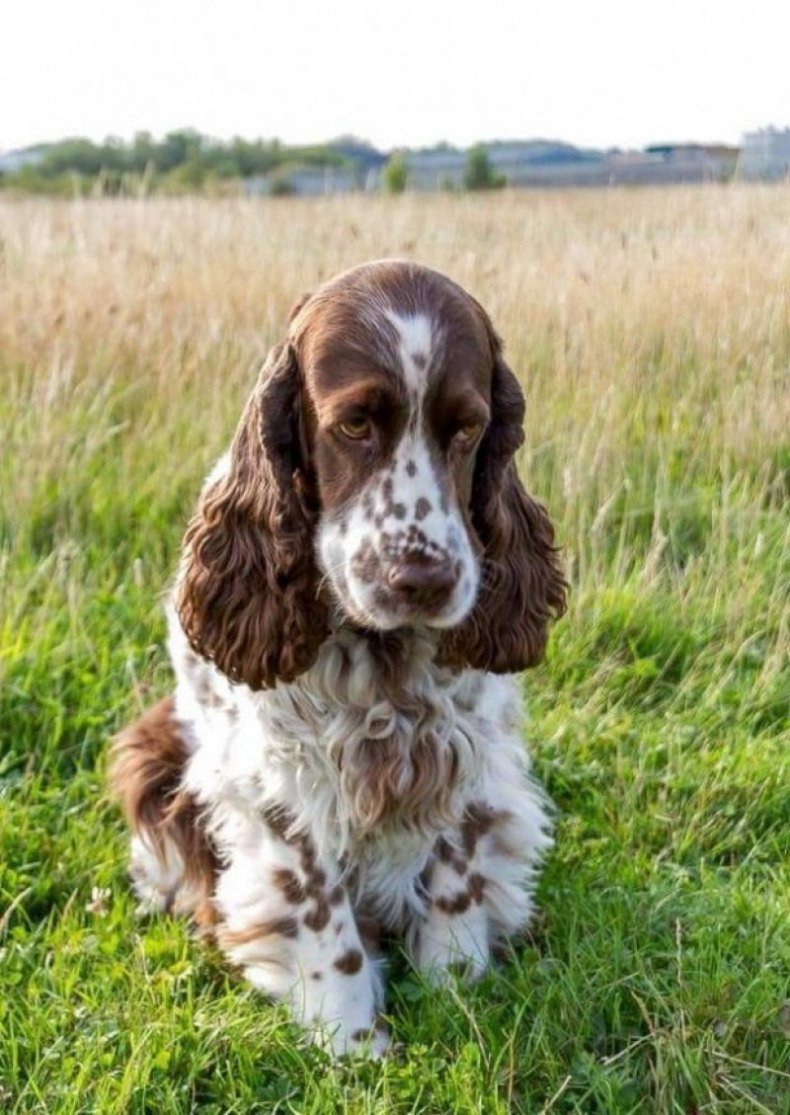 Далматин морда