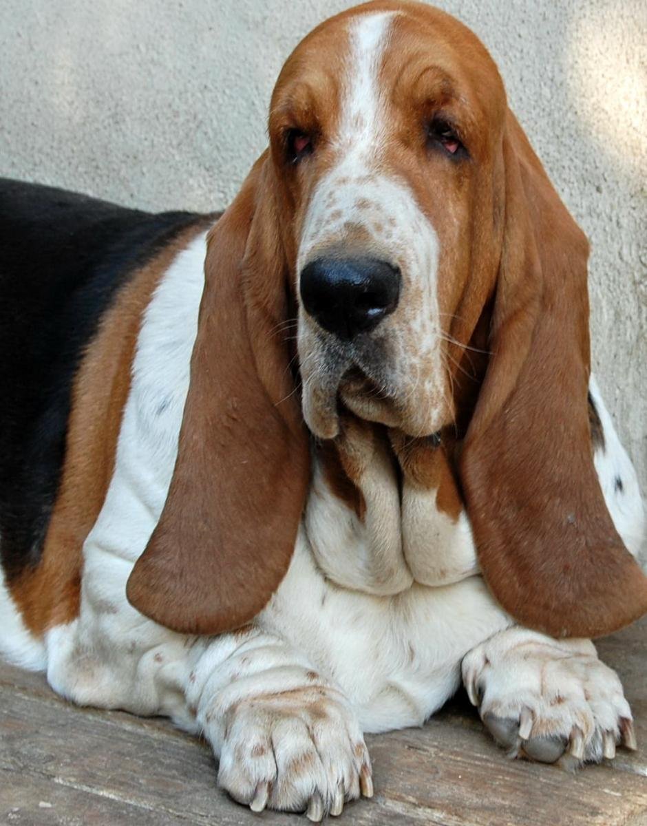 Порода Бигль белая