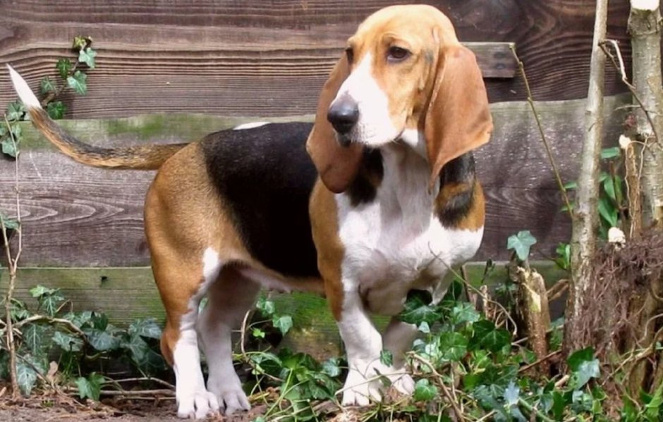 Длинношерстный Далматин