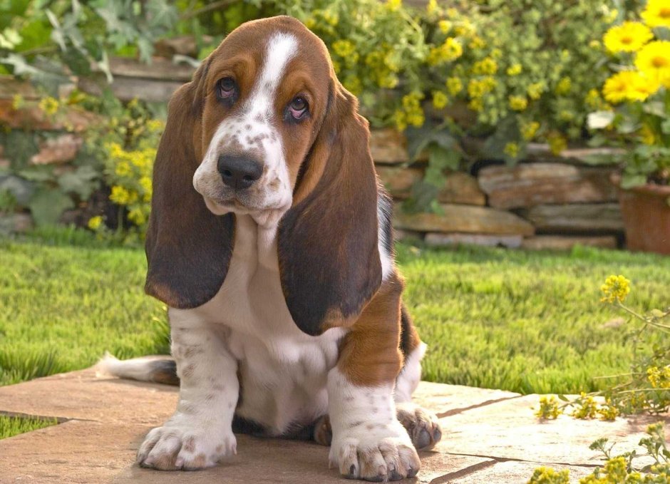 Порода Бигль