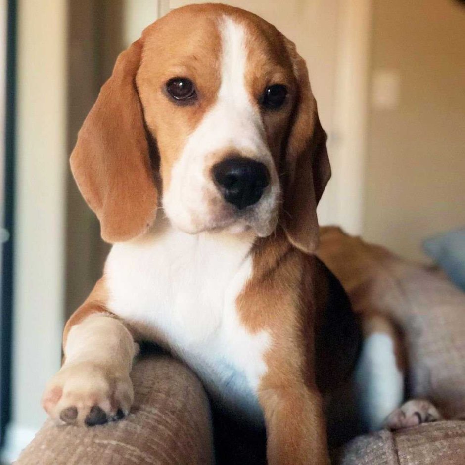 Бассет хаунд с короткими ушами