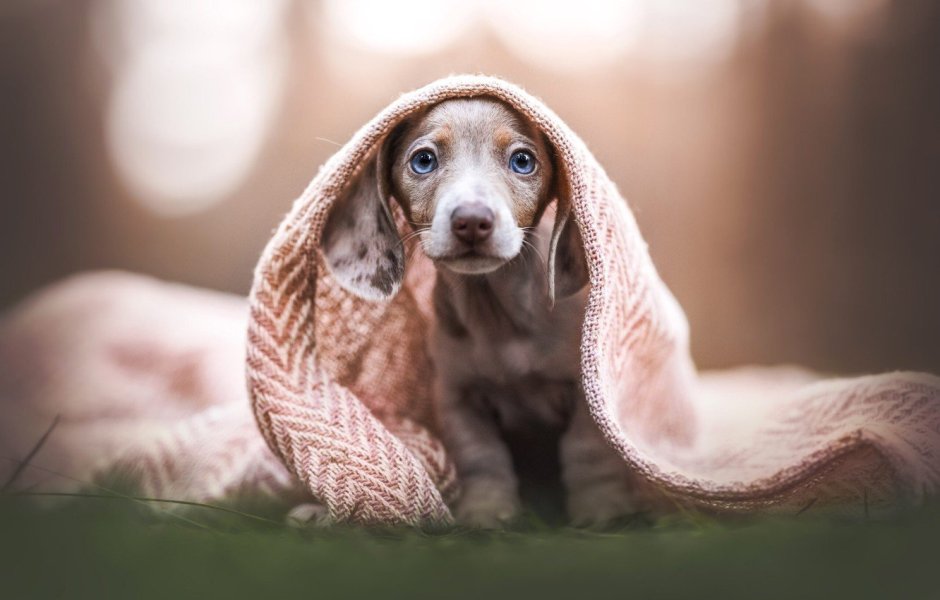 Русский спаниель желтый