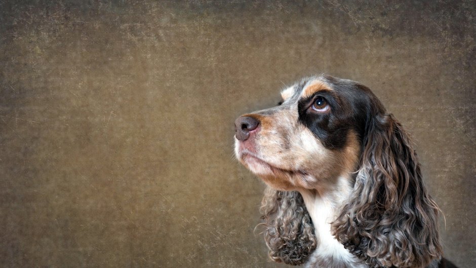 Бигль собака