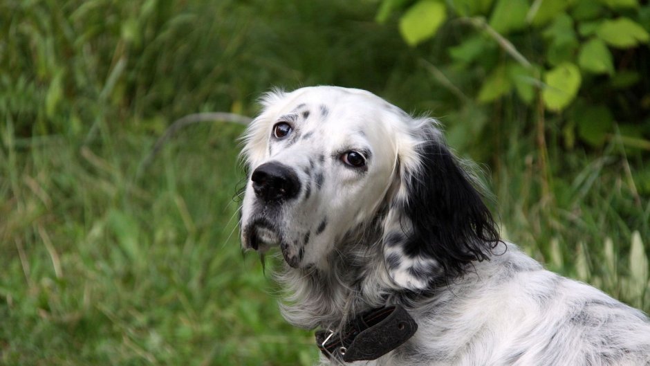 Поденко ибиценко