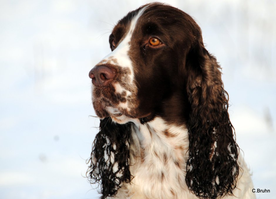 Русский охотничий спаниель