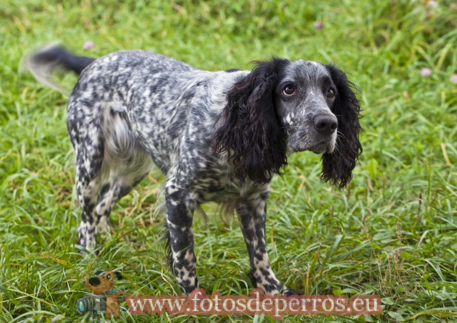 Кокер спаниель пятнистый