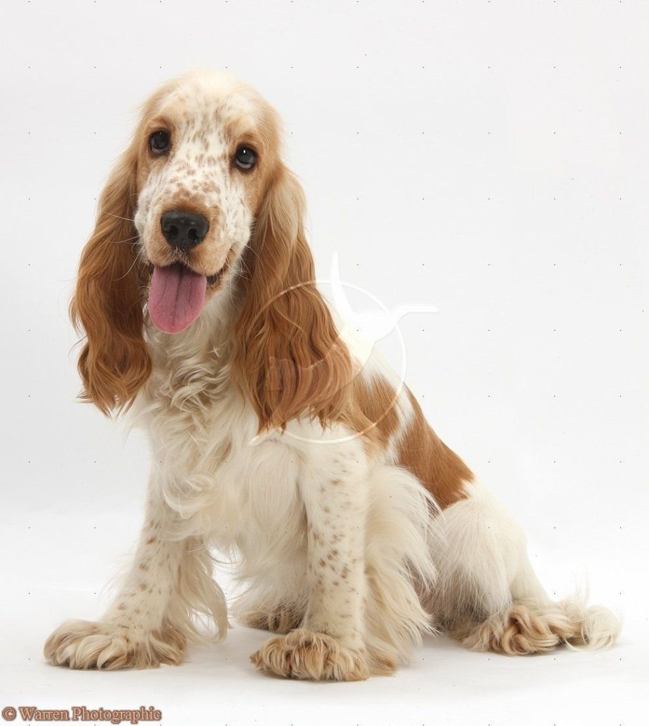 Кокер спаниель охотничий
