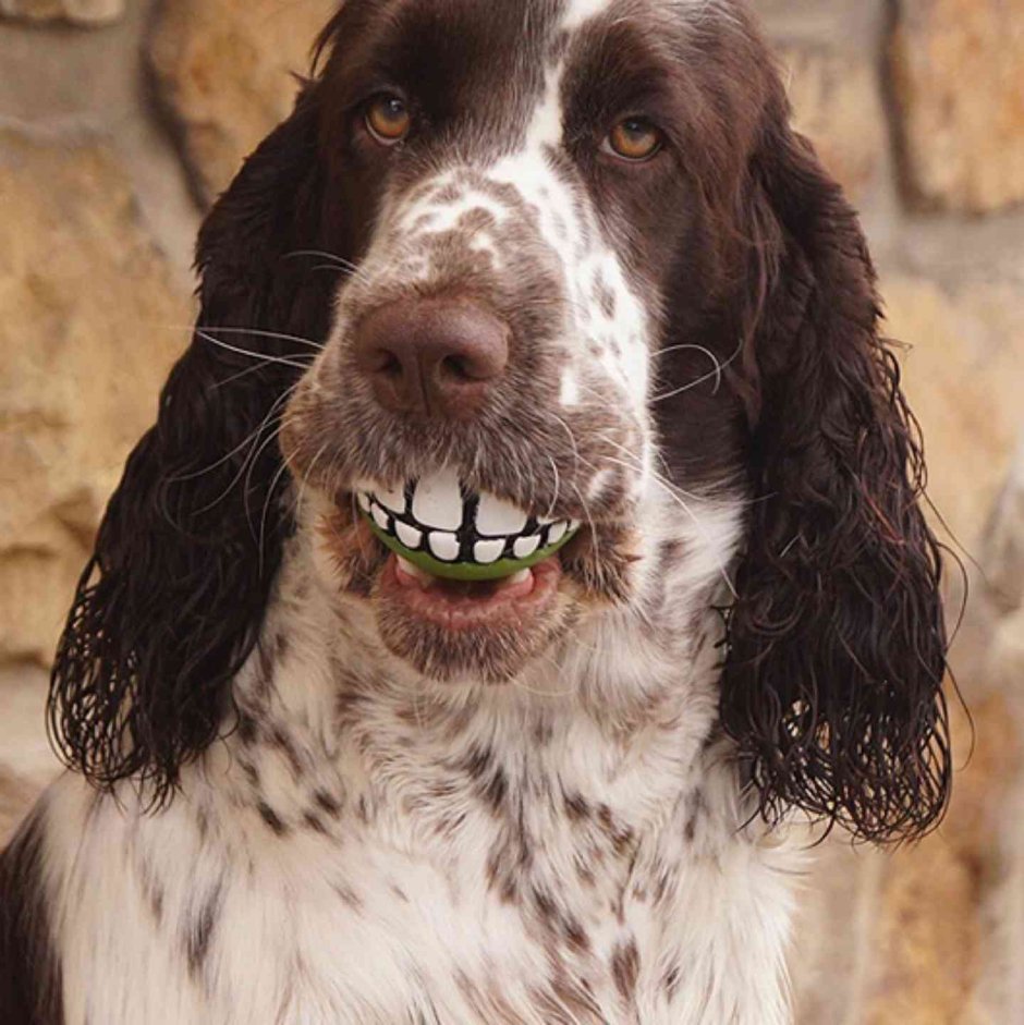 Бассет спаниель