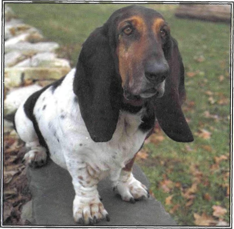 Английский кокер-спаниель