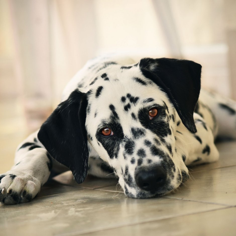 Бигль Европейский харьер