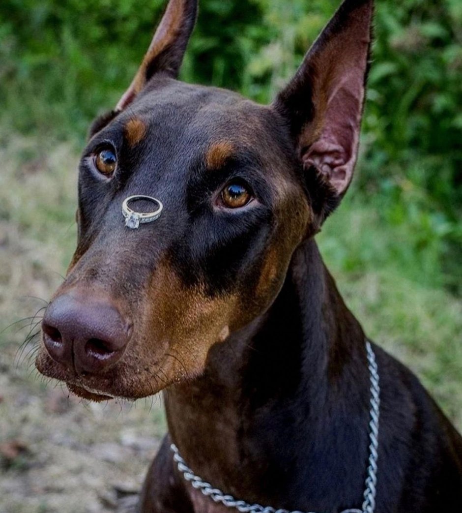 Спаниель гладкошерстный