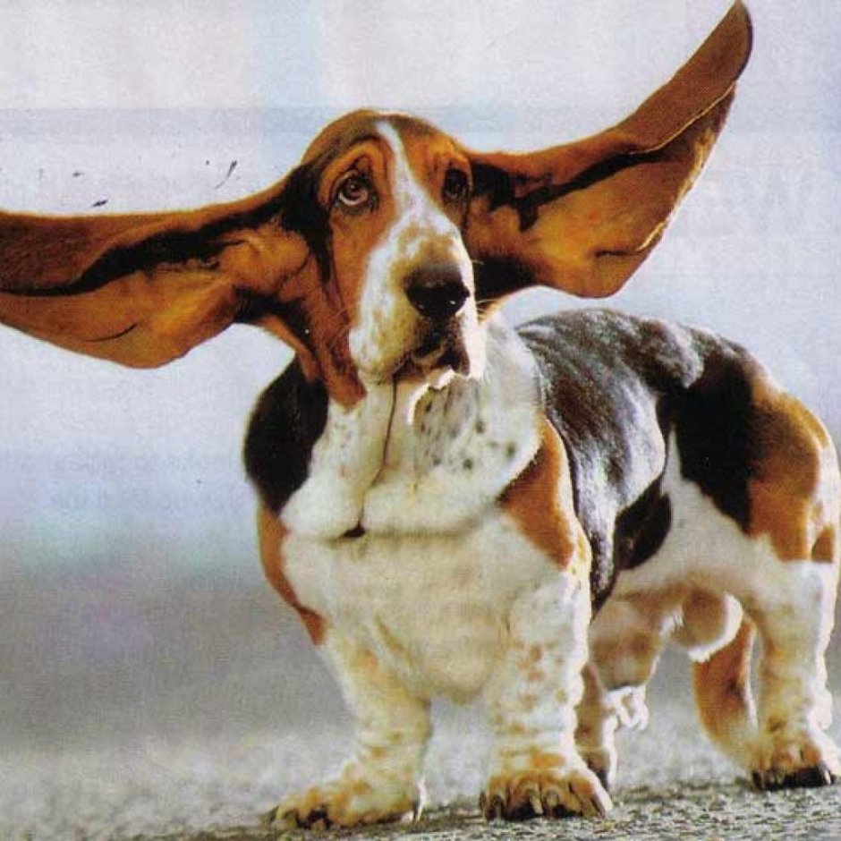 Голубой Бассет хаунд