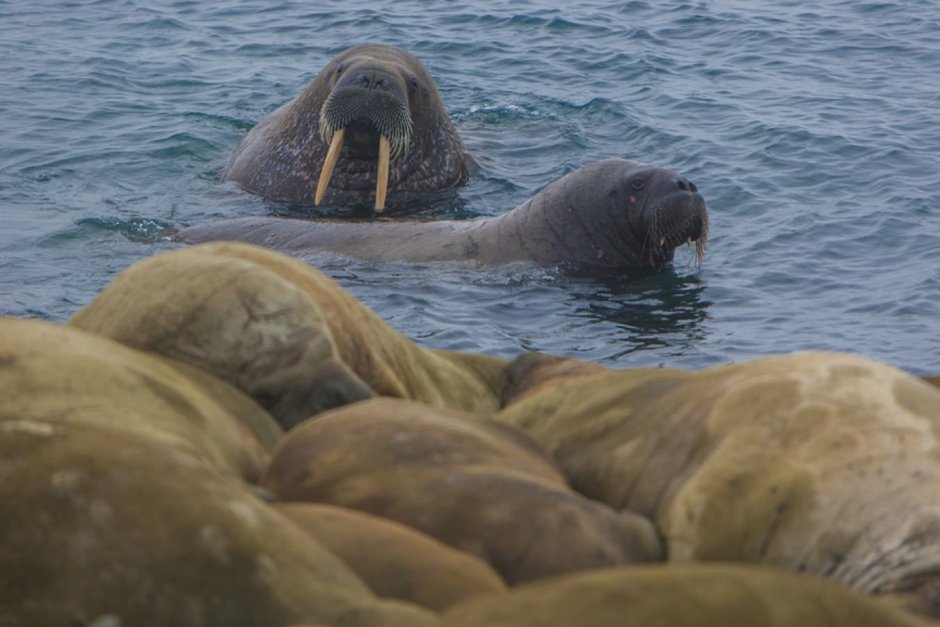 Баренцево море моржи морские зайцы