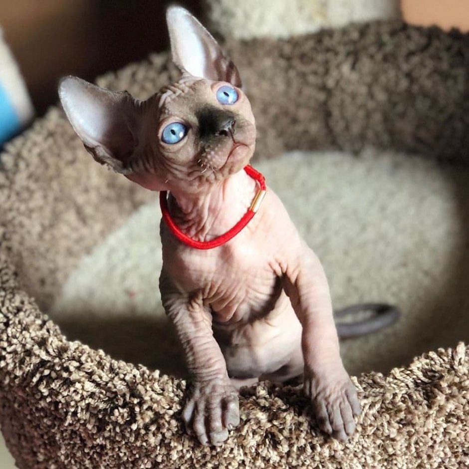 Коты сфинксы