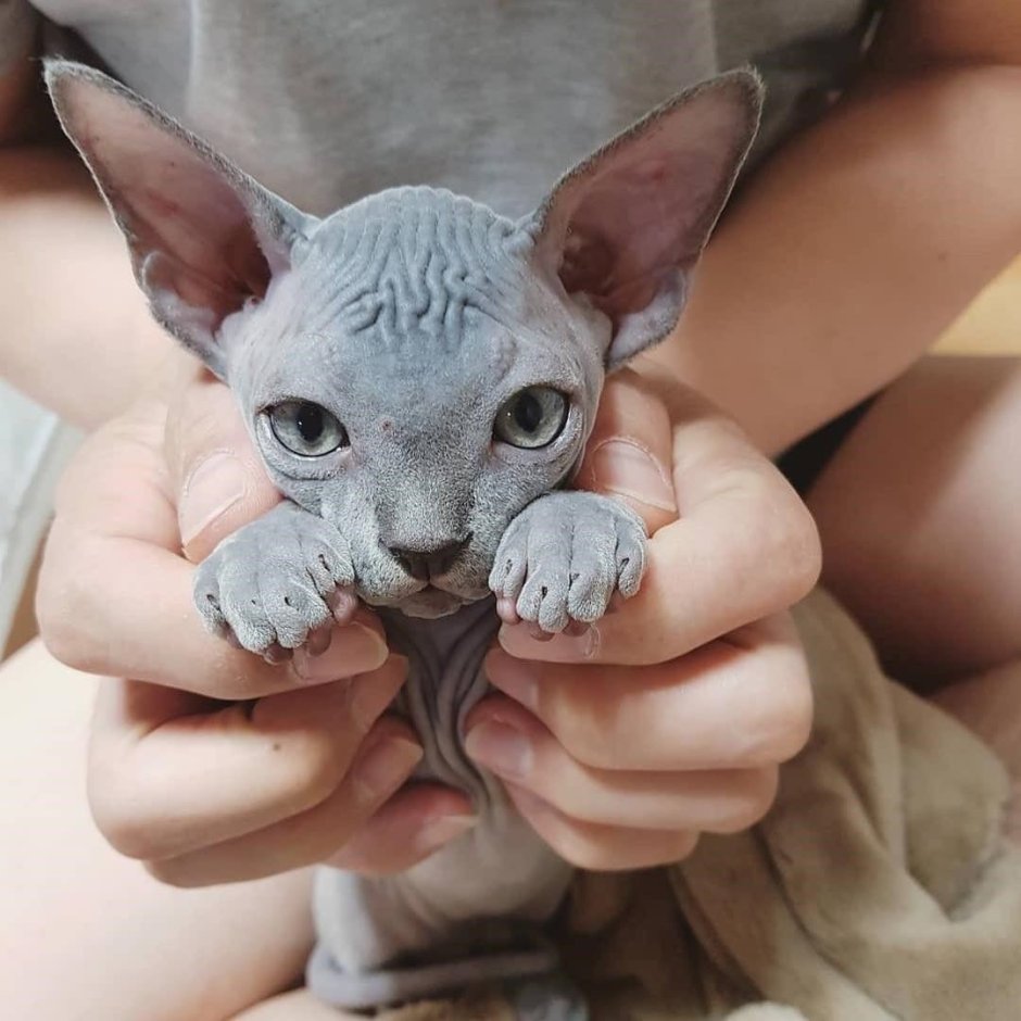 Канадский сфинкс кошка