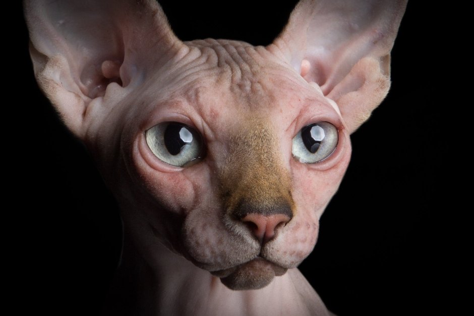 Сфинкс кошка