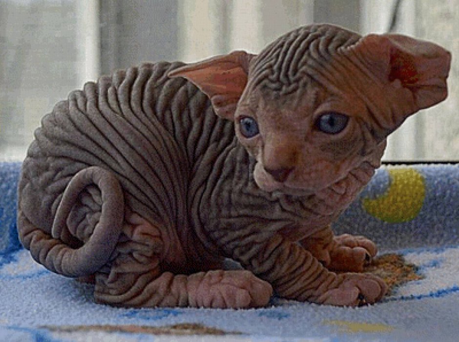 Смешные котята сфинксы