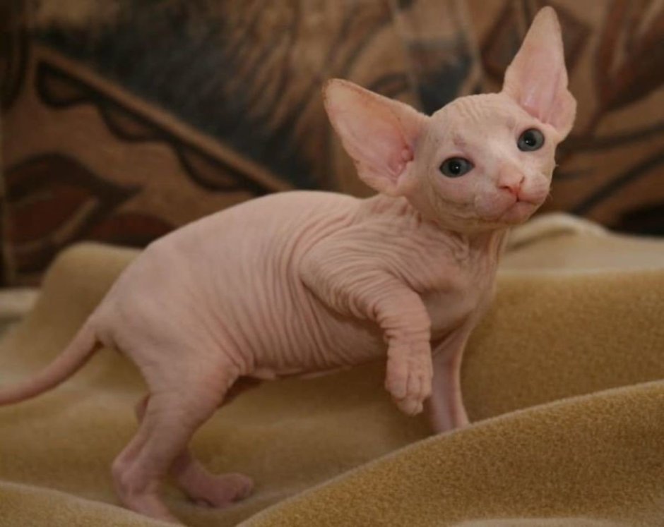 Сфинкс Дельф котенок