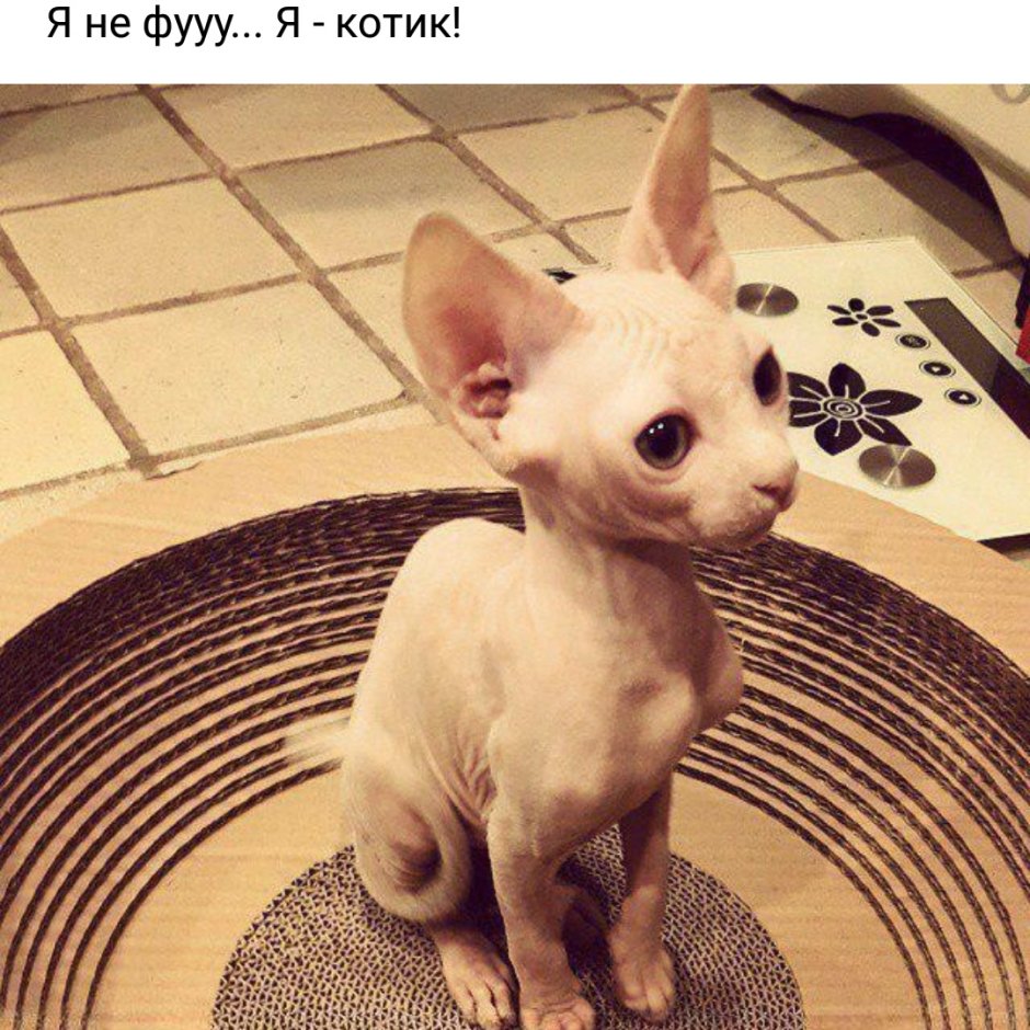 Милый маленький сфинкс