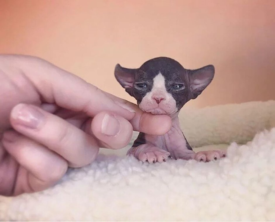 Кот сфинкс маленький