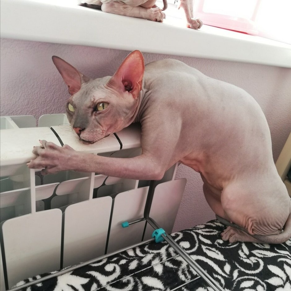 Смешной лысый кот