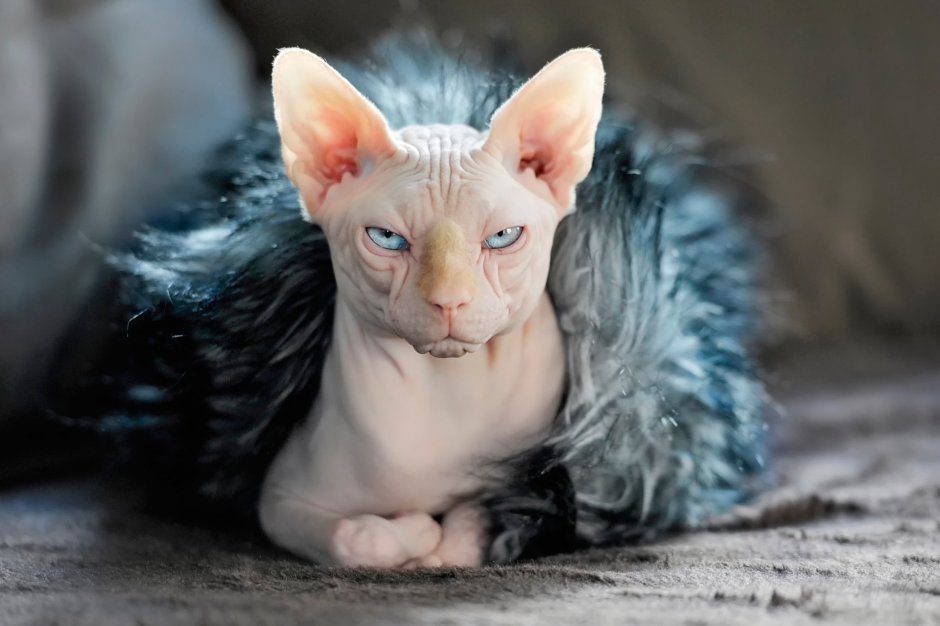 Сфинкс кошка