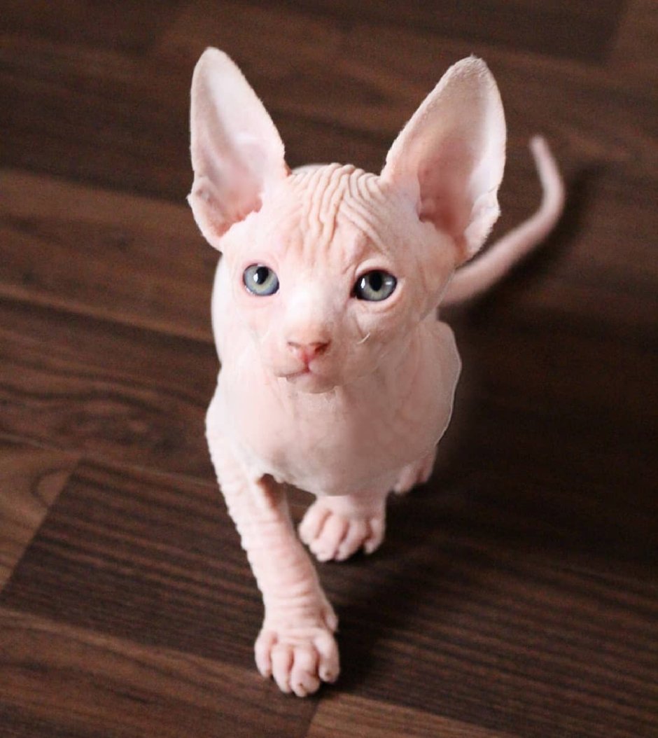 Кот сфинкс маленький