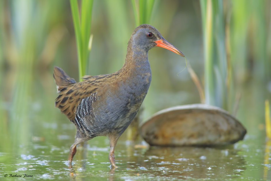 Гималайский монал Lophophorus impejanus