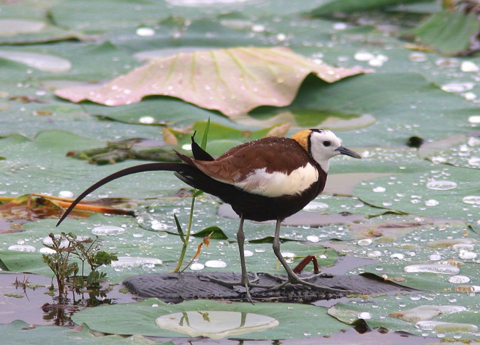 Pheasant-tailed Jacana