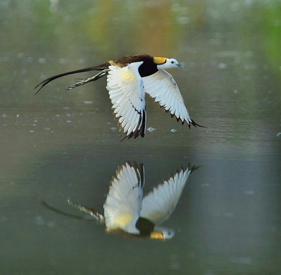 Якана фазанохвостая – Hydrophasianus chirurgus