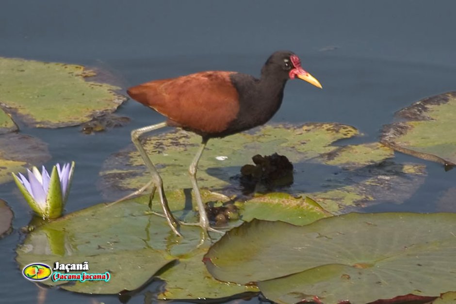 Пастушок водяной (Rallus aquaticus)