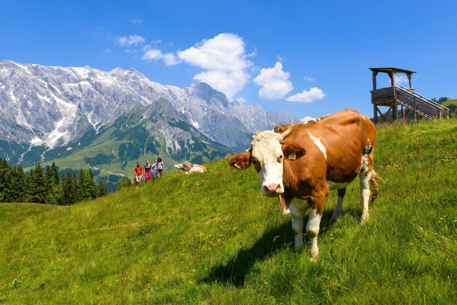 Альпийские Луга с коровами Швейцария