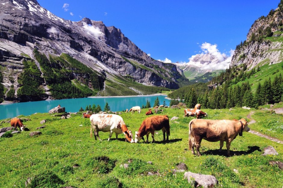 Пастбищные Луга Швейцария