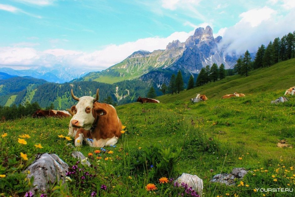 Альпийские Луга Швейцария