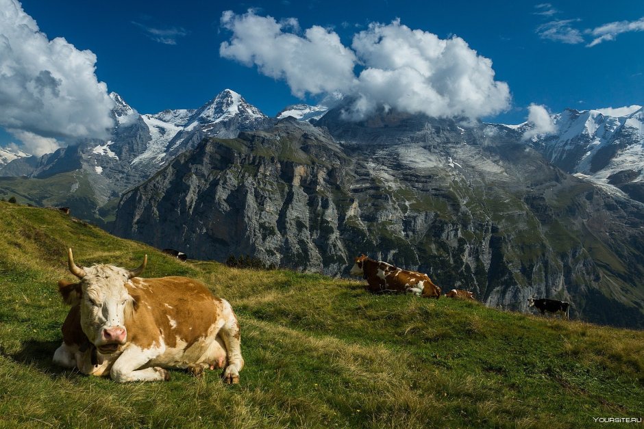 Альпийские Луга коровы Швейцария Альпы