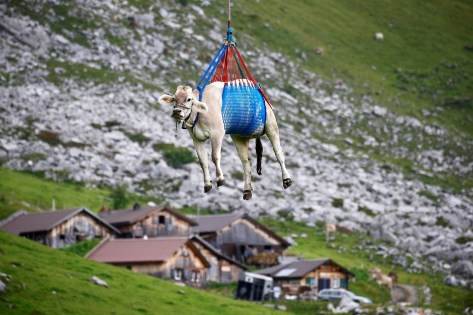 Альпийские Луга с коровами Швейцария