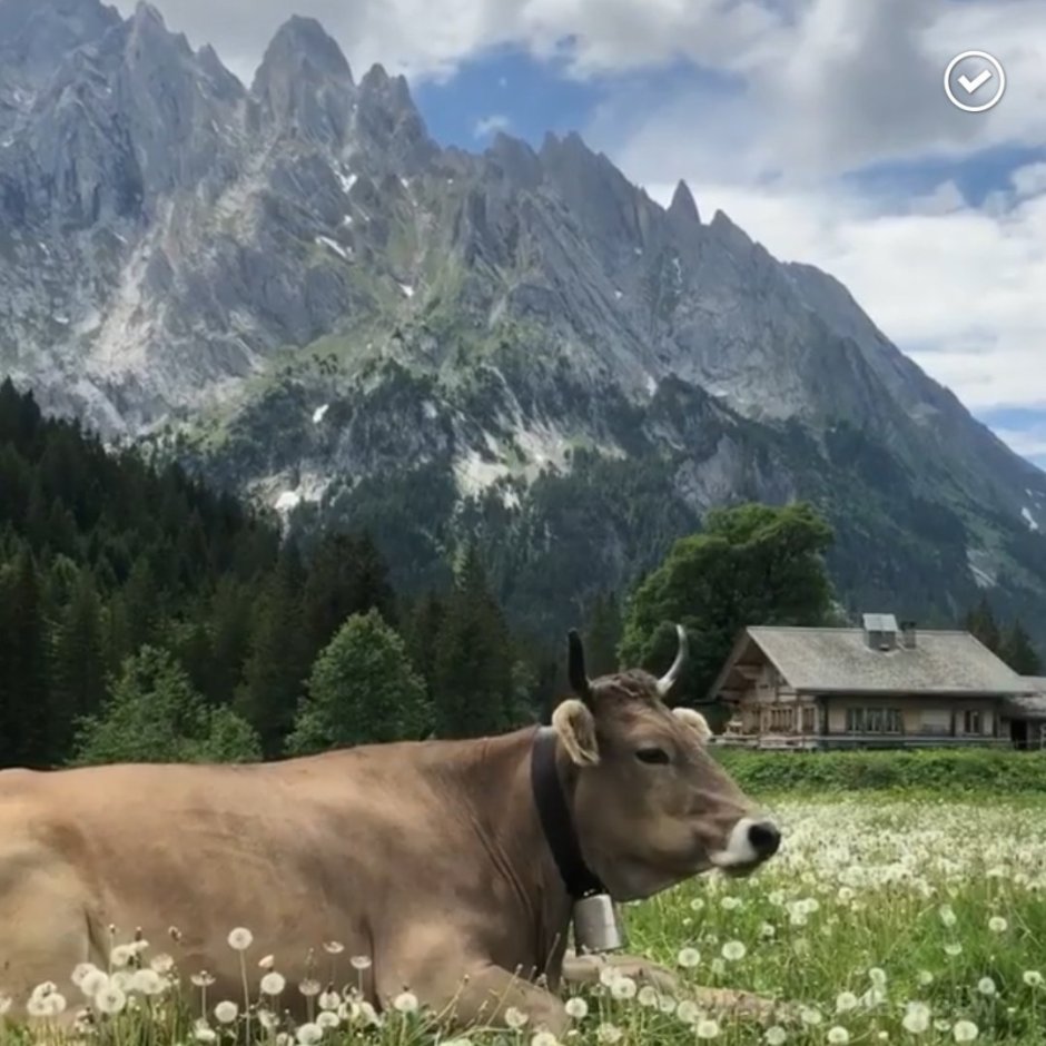Альпийские коровы Швейцария