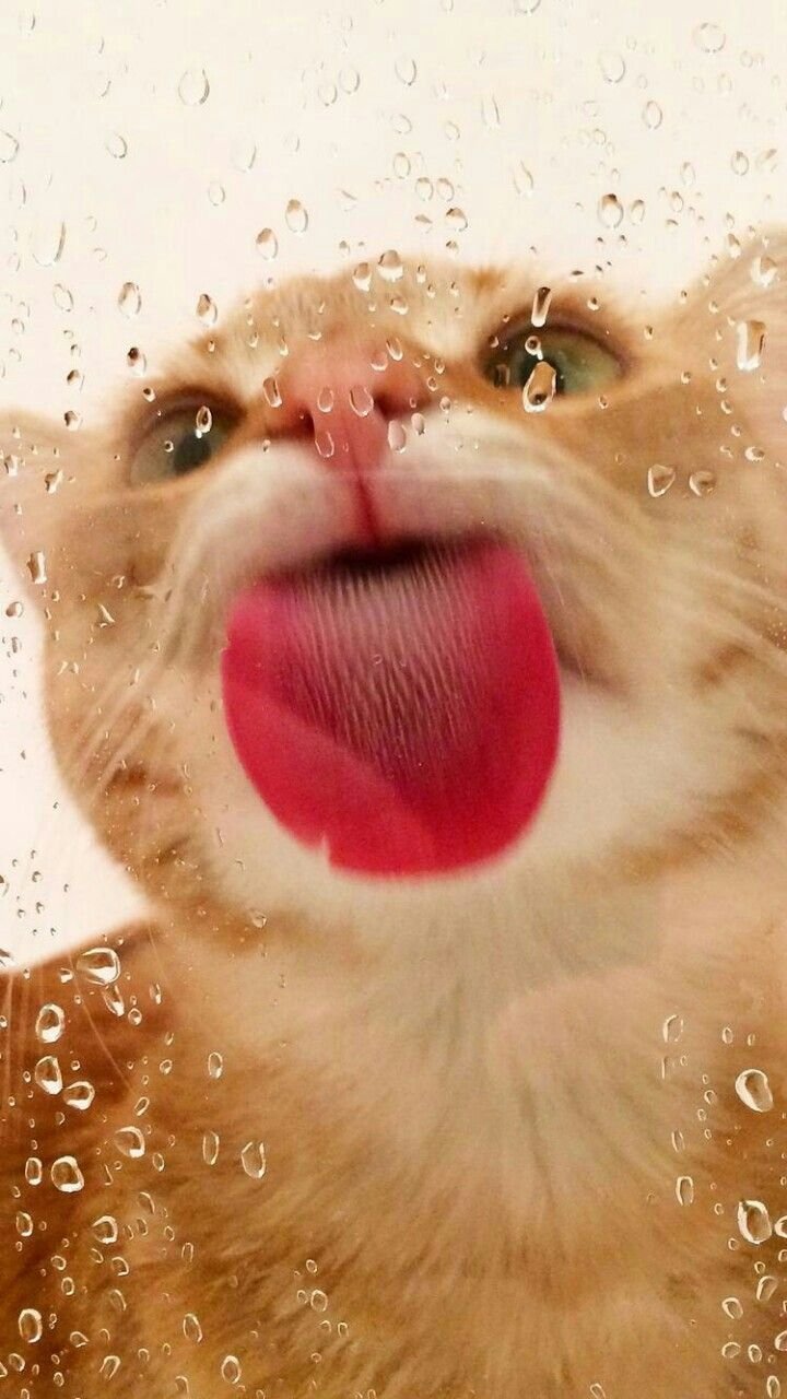 Кошечка облизывается