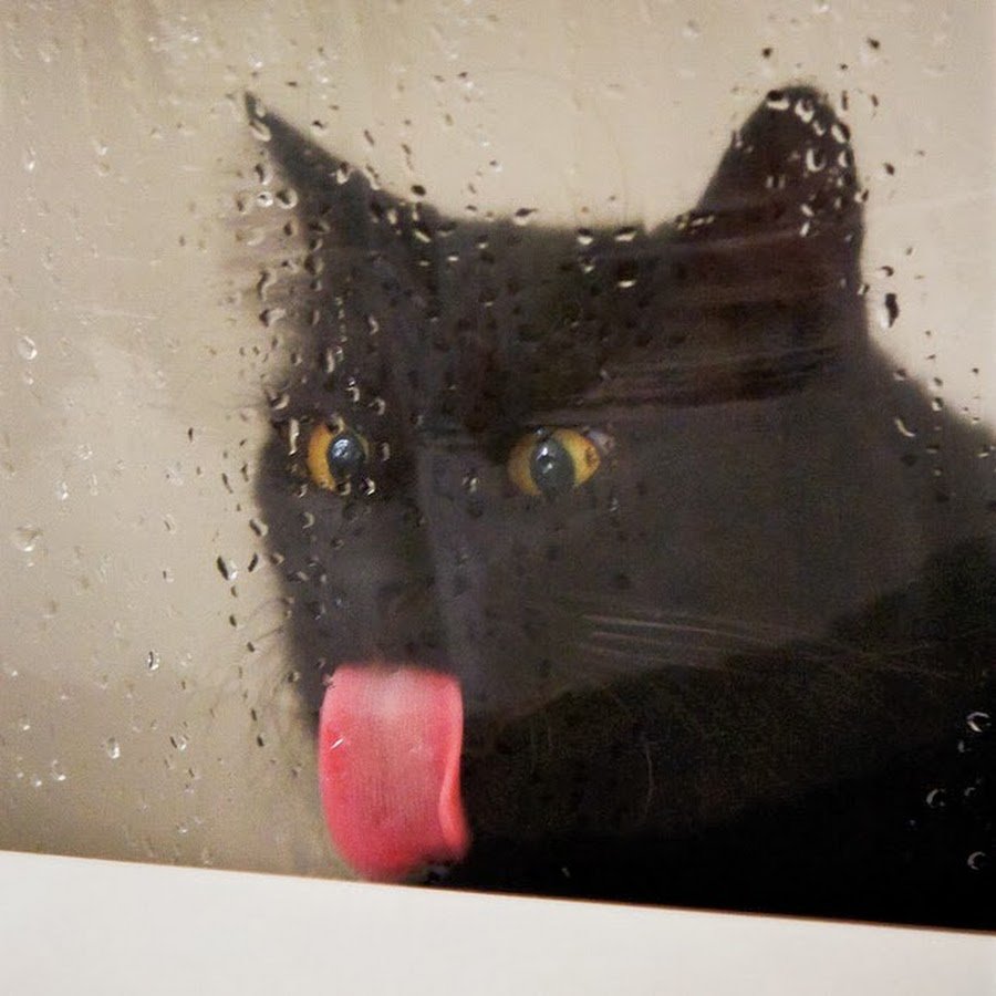 Кот за стеклом