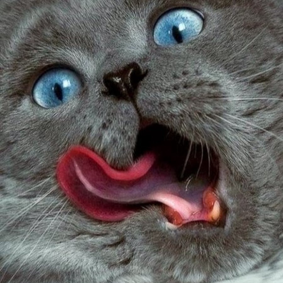 Кот облизывается