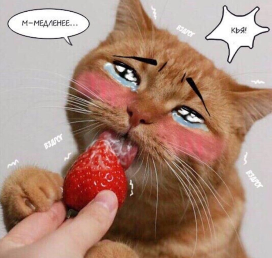 Клубничный котик