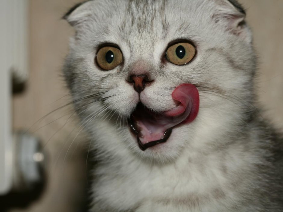 Кошечка облизывается