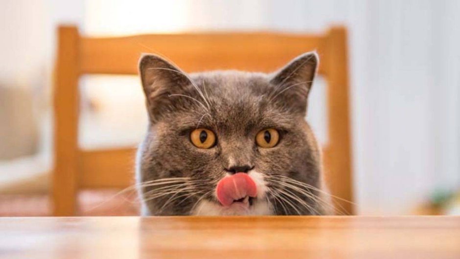 Кошка хочет есть