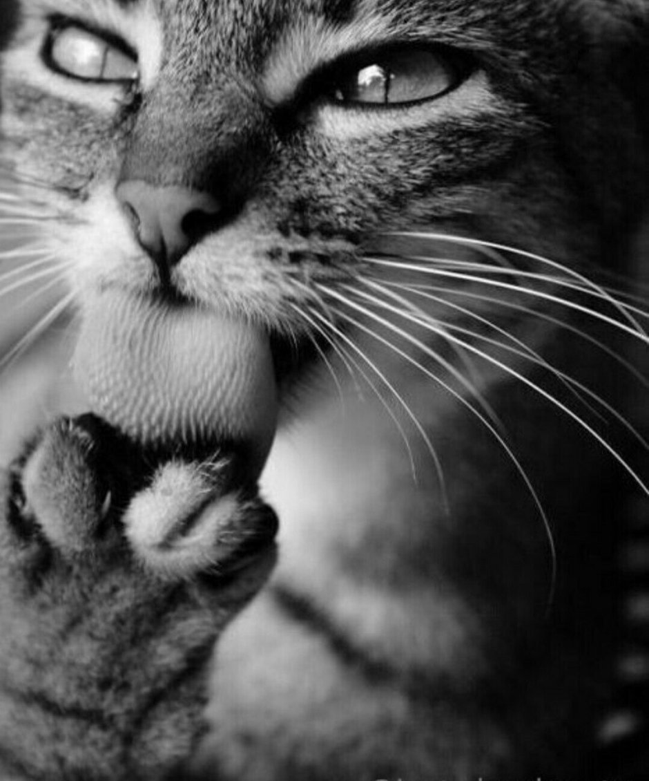 Дерзкая кошка