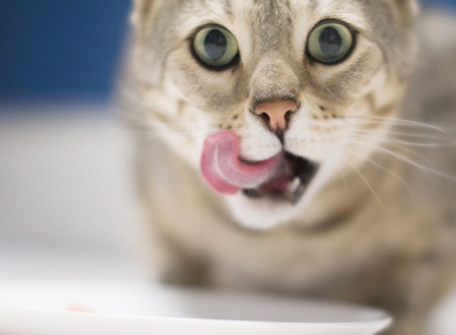 Кот облизывается