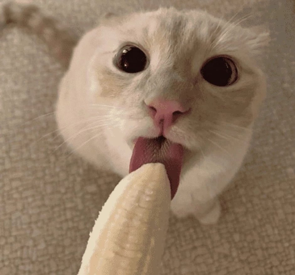 Котик в банане