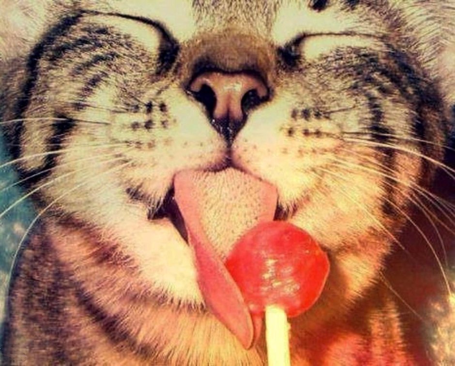 Котик целует экран