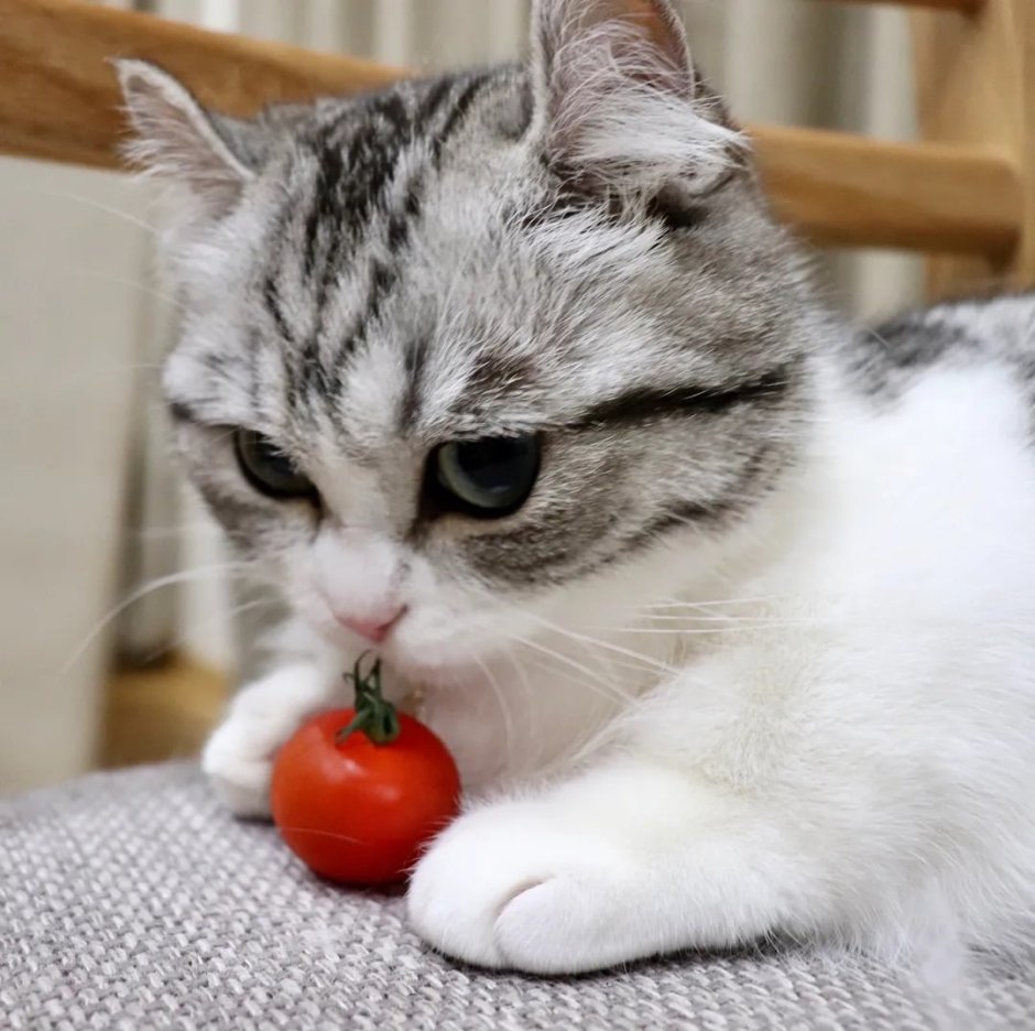 Кларк Джейн "котёнок персик"