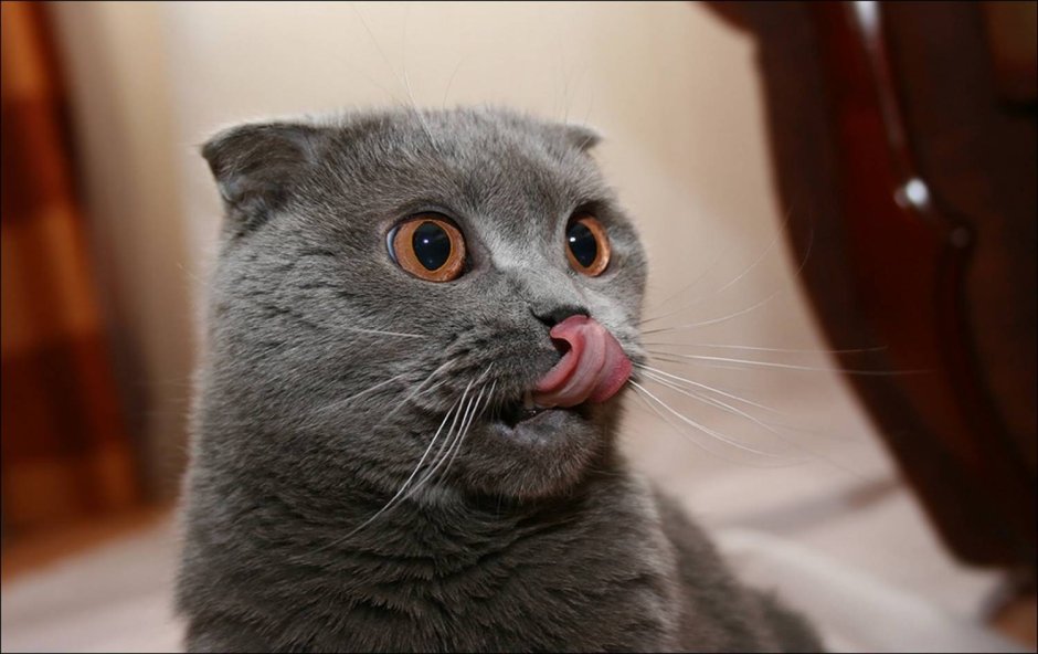 Кот облизывается