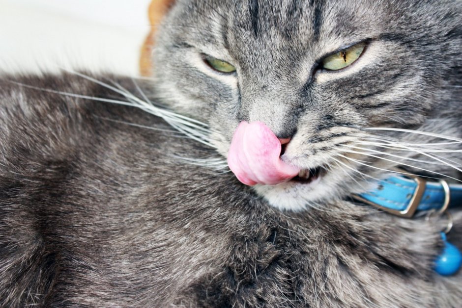 Голодно облизывается